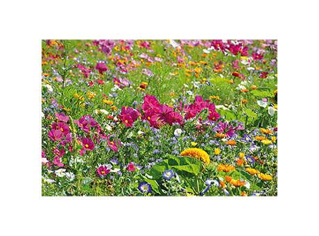 Wellkarton-Pflanzwürfel mit Samen - Sommerblumenmischung