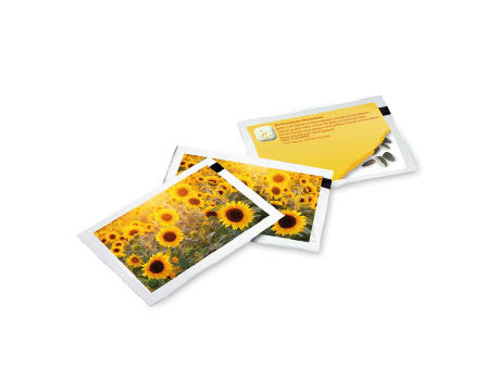Samen-Briefchen - Standardmotiv - Sonnenblume