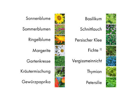 Pflanz-Set - 3er-Set - Sommerblumenmischung / Sonnenblume / Vergissmeinnicht
