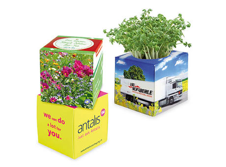 Pflanz-Würfel 2.0 mit Samen - Sommerblumenmischung