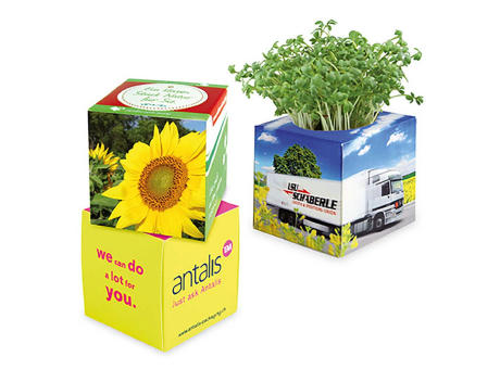Pflanz-Würfel 2.0 mit Samen - Sonnenblume