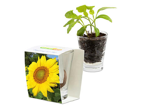 Caffeino-Glas mit Samen - Sonnenblume