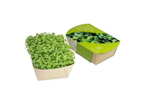 Microgreens-Gärtchen - Salatrauke