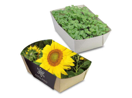 Pflanz-Schale mit Samen - Sonnenblume