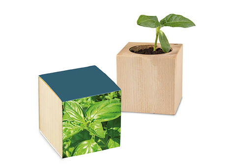 Pflanz-Holz mit Samen - Basilikum