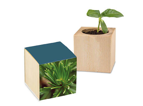 Pflanz-Holz mit Samen - Fichte, 2 Seiten gelasert