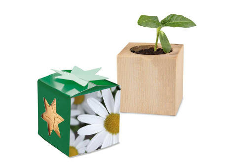 Pflanz-Holz Star-Box mit Samen - Margerite, 2 Seiten gelasert