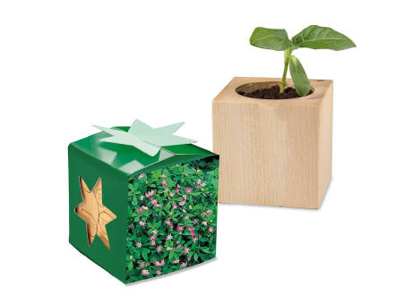 Pflanz-Holz Star-Box mit Samen - Persischer Klee, 1 Seite gelasert