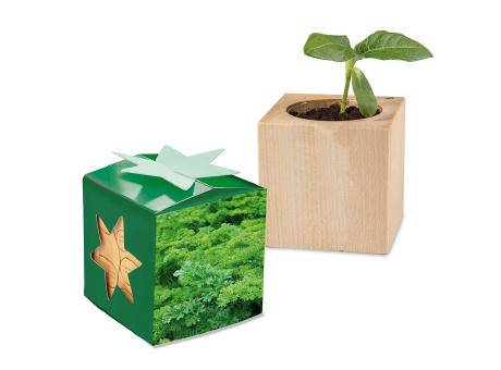 Pflanz-Holz Star-Box mit Samen - Petersilie, 1 Seite gelasert