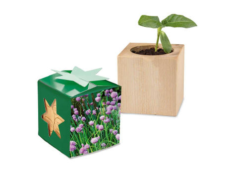 Pflanz-Holz Star-Box mit Samen - Schnittlauch, 1 Seite gelasert