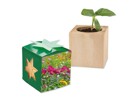 Pflanz-Holz Star-Box mit Samen - Sommerblumenmischung, 1 Seite gelasert
