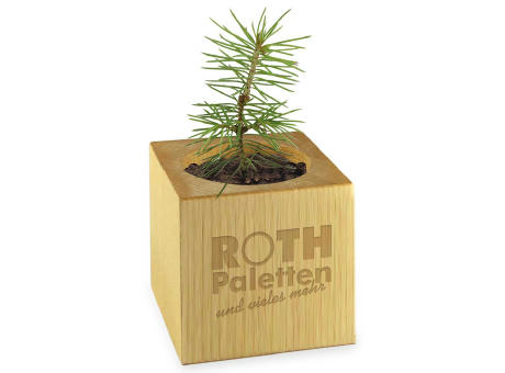 Pflanz-Holz Star-Box mit Samen - Gartenkresse, 1 Seite gelasert