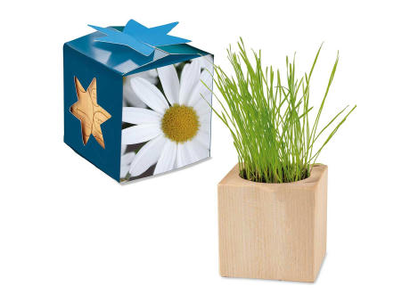 Pflanz-Holz Maxi Star-Box mit Samen - Margerite, 1 Seite gelasert