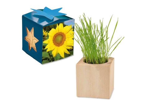 Pflanz-Holz Maxi Star-Box mit Samen - Sonnenblume, 1 Seite gelasert
