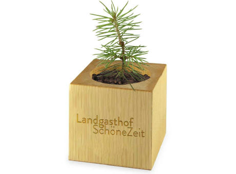 Pflanz-Holz Maxi Star-Box mit Samen - Schnittlauch, 1 Seite gelasert