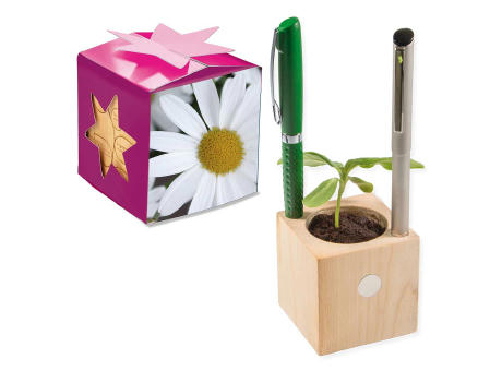 Pflanz-Holz Büro Star-Box mit Samen - Margerite, 1 Seite gelasert