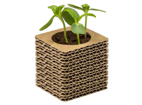 Wellkarton-Pflanzwürfel Mini mit Samen - Gewürzpaprika