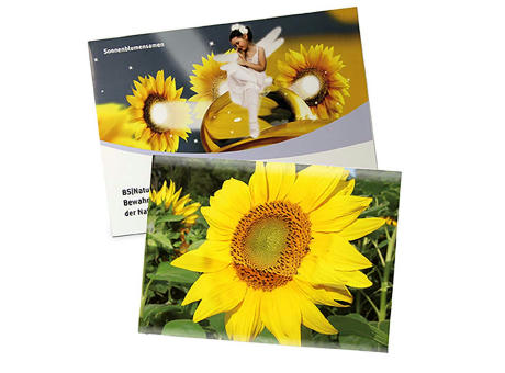 Samentütchen Groß - Standardpapier - Sonnenblume