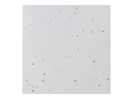 POSAVASOS GERMINA 200GR 2 CARAS FSC 100%