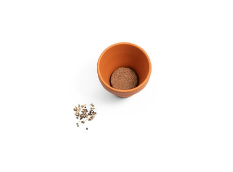 ANETHUM. Terracotta Töpfchen - Dill