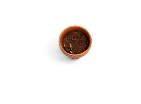 ANETHUM. Terracotta Töpfchen - Dill
