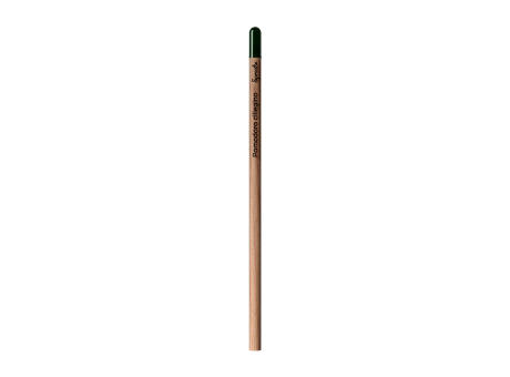 Sprout™ | Bleistift