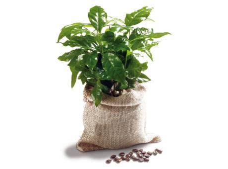 Reiche Ernte im Kaffeesack - Minipflanze