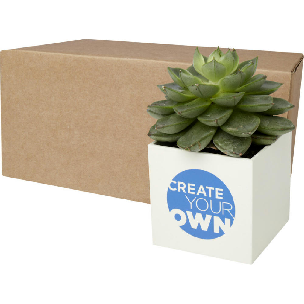 Maceta de aluminio con planta, cactus, Hey Pots
