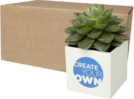 Maceta de aluminio con planta, cactus, Hey Pots