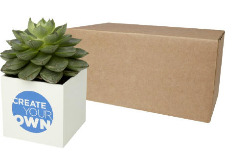 Hey Pots aluminium planted pot - succulent