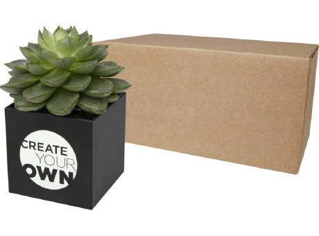 Hey Pots aluminium planted pot - succulent