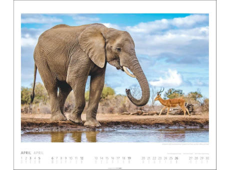 African Wildlife