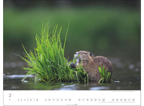 Heimische Wildtiere