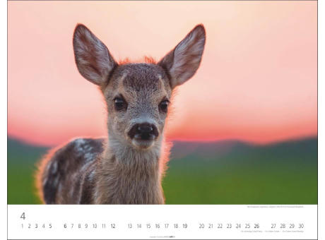 Heimische Wildtiere