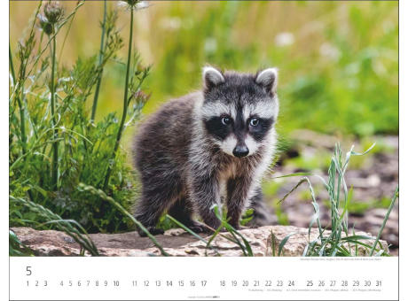 Heimische Wildtiere