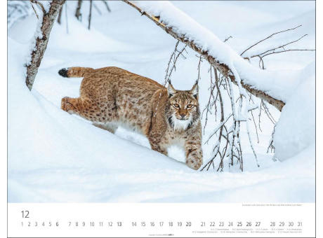 Heimische Wildtiere