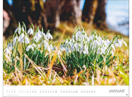 Blütenmeer Posterkalender