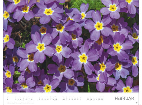 Blütenmeer Posterkalender