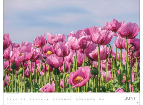 Blütenmeer Posterkalender