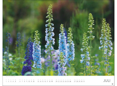 Blütenmeer Posterkalender