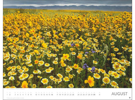 Blütenmeer Posterkalender