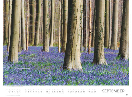 Blütenmeer Posterkalender