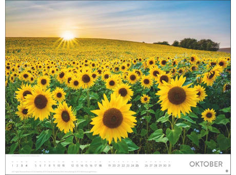 Blütenmeer Posterkalender