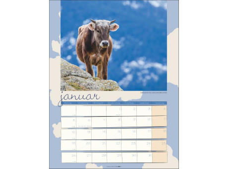 Kuh Kalender