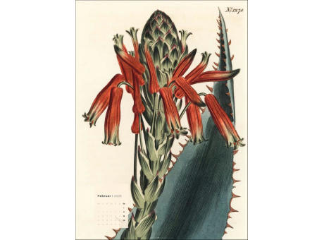 Botanicals