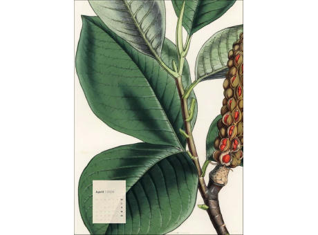 Botanicals
