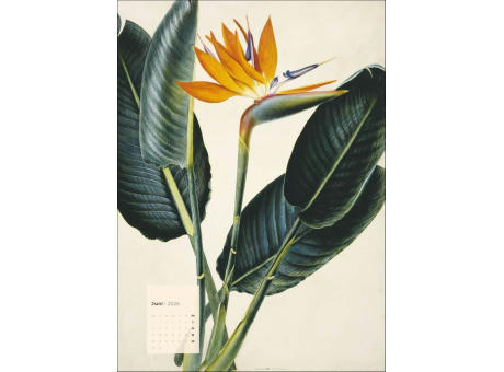 Botanicals