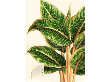 Botanicals