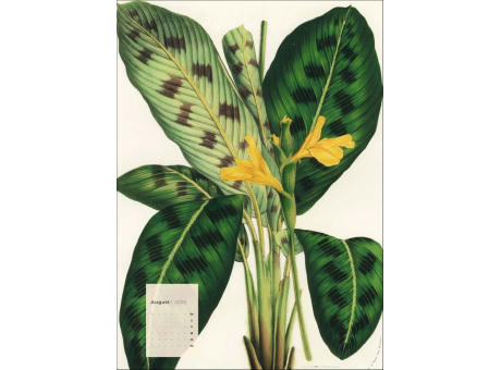 Botanicals