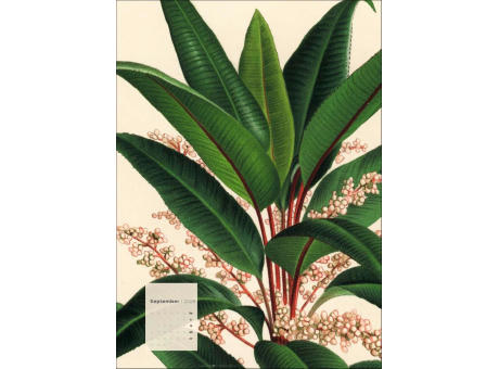 Botanicals